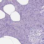 Immunohistochemical staining of human pancreas shows no positivity in exocrine glandular cells as expected.