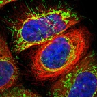 Immunofluorescent staining of human cell line A-431 shows localization to mitochondria.