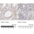 Anti-RGAG1 Antibody