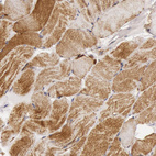 Anti-CYC1 Antibody