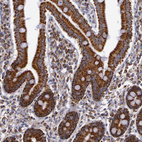 Anti-CYC1 Antibody