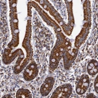 Immunohistochemical staining of human duodenum shows strong granular positivity in cytoplasm in glandular cells.