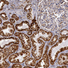 Anti-CYC1 Antibody