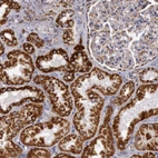Immunohistochemical staining of human kidney shows strong granular positivity in cytoplasm in cells in tubules.