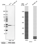 Western blot analysis in human cell lines PC-3 and SK-MEL-30 using Anti-CYC1 antibody. Corresponding CYC1 RNA-seq data are presented for the same cell lines. Loading control: Anti-HDAC1.