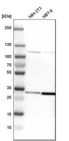 Western blot analysis in mouse cell line NIH-3T3 and rat cell line NBT-II.
