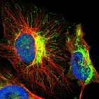 Immunofluorescent staining of human cell line U-251 MG shows localization to mitochondria.