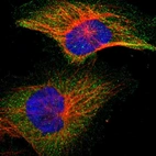 Immunofluorescent staining of human cell line U-251 MG shows localization to cytosol.