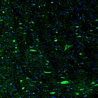 Immunofluorescence staining of mouse brain shows moderate to strong positivity in more than 75 % of neurons in the pons