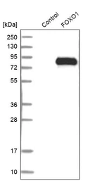 Western blot analysis in control (vector only transfected HEK293T lysate) and FOXO1 over-expression lysate (Co-expressed with a C-terminal myc-DDK tag (~3.1 kDa) in mammalian HEK293T cells, LY419586).