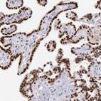 Anti-RPS6KA5 Antibody