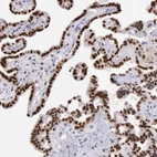 Immunohistochemical staining of human placenta shows strong nuclear positivity in trophoblastic cells.
