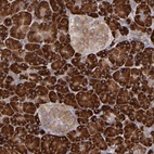 Anti-MTHFD1 Antibody