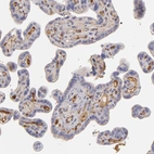 Immunohistochemical staining of human placenta shows strong positivity in plasma in blood vessels.