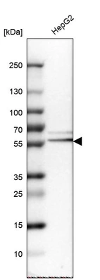 Western blot analysis in human cell line HepG2.