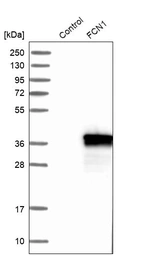 Western blot analysis in control (vector only transfected HEK293T lysate) and FCN1 over-expression lysate (Co-expressed with a C-terminal myc-DDK tag (~3.1 kDa) in mammalian HEK293T cells, LY400731).