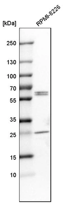 Western blot analysis in human cell line RPMI-8226.