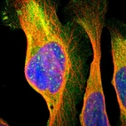 Immunofluorescent staining of human cell line U-2 OS shows localization to plasma membrane, cytosol & the Golgi apparatus.