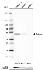 Western blot analysis in HeLa cells transfected with control siRNA, target specific siRNA probe #1 and #2, using Anti-DNAJA1 antibody. Remaining relative intensity is presented. Loading control: Anti-PPIB.
