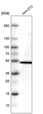 Western blot analysis in mouse cell line NIH-3T3.