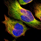 Immunofluorescent staining of human cell line U-2 OS shows localization to cytosol & microtubules.