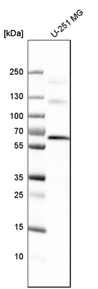 Western blot analysis in human cell line U-251 MG.