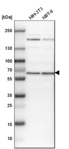 Western blot analysis in mouse cell line NIH-3T3 and rat cell line NBT-II.