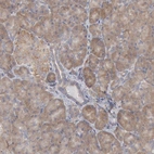 Anti-OSBPL8 Antibody