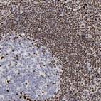 Immunohistochemical staining of human tonsil shows strong nuclear positivity in non - germinal center cells.