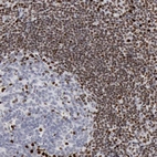 Immunohistochemical staining of human tonsil shows strong nuclear positivity in non - germinal center cells.