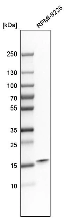 Western blot analysis in human cell line RPMI-8226.