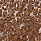 Anti-ERP44 Antibody