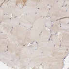 Immunohistochemical staining of human skeletal muscle shows very weak positivity in myocytes as expected.