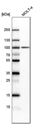 Western blot analysis in human cell line MOLT-4.