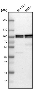 Anti-BRAF Antibody