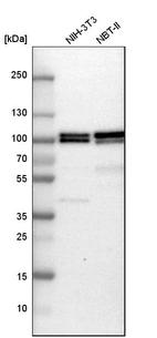 Western blot analysis in mouse cell line NIH-3T3 and rat cell line NBT-II.