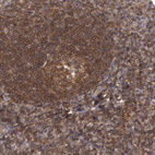 Immunohistochemical staining of human lymphoid tissues shows strong membranous positivity in germinal center cells.