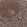 Anti-STX4 Antibody