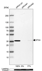 Western blot analysis in A-549 cells transfected with control siRNA, target specific siRNA probe #1 and #2, using Anti-STX4 antibody. Remaining relative intensity is presented. Loading control: Anti-PPIB.