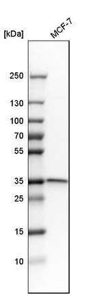 Western blot analysis in human cell line MCF-7.