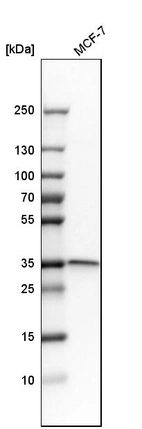 Western blot analysis in human cell line MCF-7.