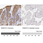 Anti-RAB27A Antibody