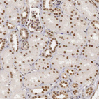 Anti-LIG4 Antibody