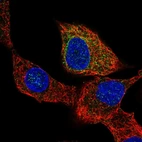 Immunofluorescent staining of human cell line A549 shows localization to endoplasmic reticulum.