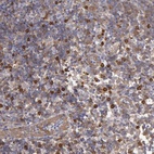Anti-CCDC50 Antibody
