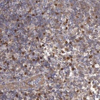 Anti-CCDC50 Antibody