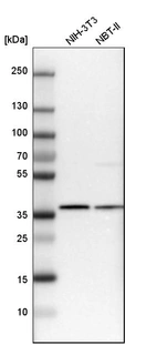 Western blot analysis in mouse cell line NIH-3T3 and rat cell line NBT-II.