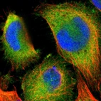 Immunofluorescent staining of human cell line U-251 MG shows localization to cytosol.