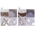 Anti-MECP2 Antibody