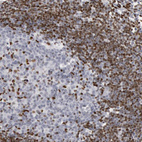 Immunohistochemical staining of human lymph node shows strong nuclear positivity in non-germinal center cells.